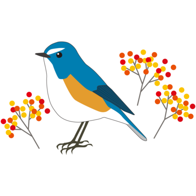 ルリビタキ