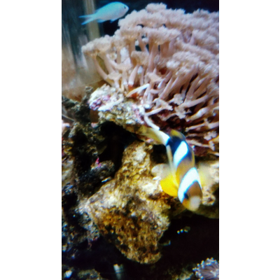 魚
