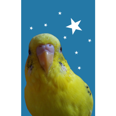 インコ ステッカーの通販 Suzuri スズリ インコ ステッカーの通販 Suzuri スズリ