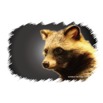 タヌキのリンク