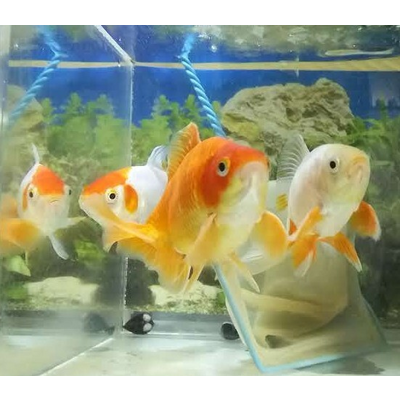 金魚★きんとっと