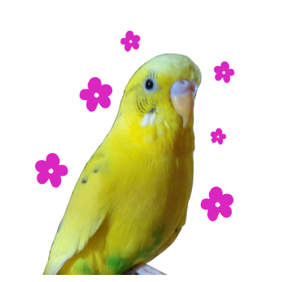 インコ ステッカーの通販 Suzuri スズリ インコ ステッカーの通販 Suzuri スズリ