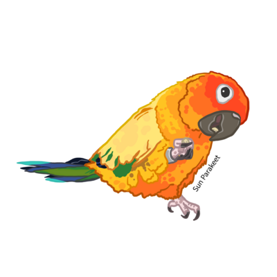 コガネメキシコインコ