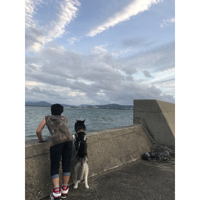 ハスキー 写真