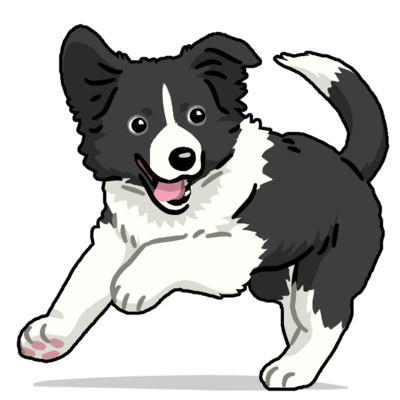 ボーダー・コリー/Border Collie