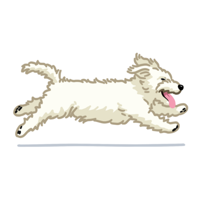 ジャック・ラッセル・テリア (ラフ/ホワイト)/Jack Russell Terrier(rough/white) 
