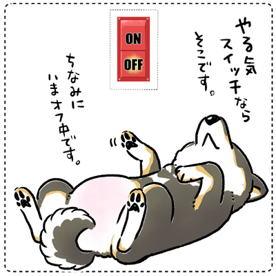 黒柴