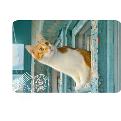 Ukrainian Cats