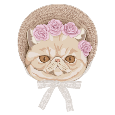 Exotic shorthair×ボンネット帽