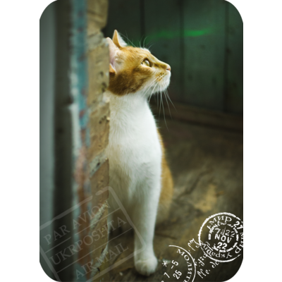 Ukrainian Cats