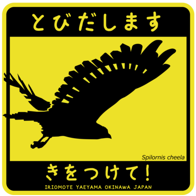 カンムリワシ