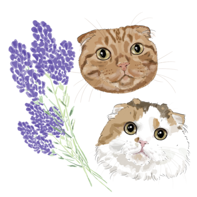 anzu&sumomo mimosa lavender