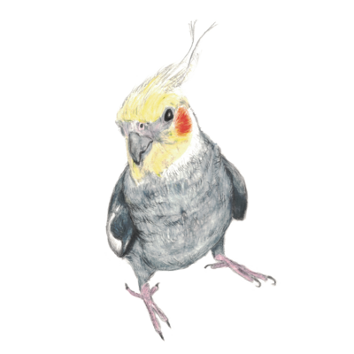 オカメインコ