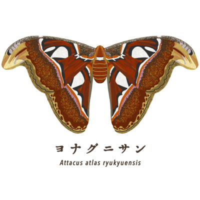 ヨナグニサン【リアル版】