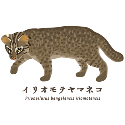イリオモテヤマネコ