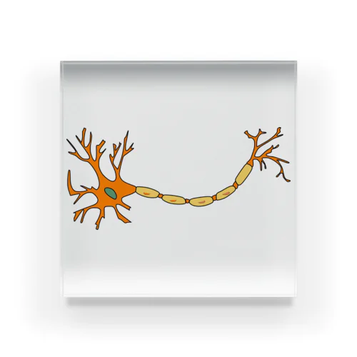 神経細胞 アクリルブロック