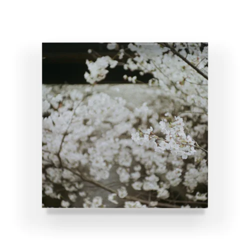 中目黒の桜(2022) Acrylic Block