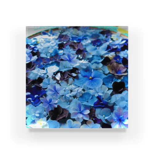 紫陽花/花手水blue Acrylic Block