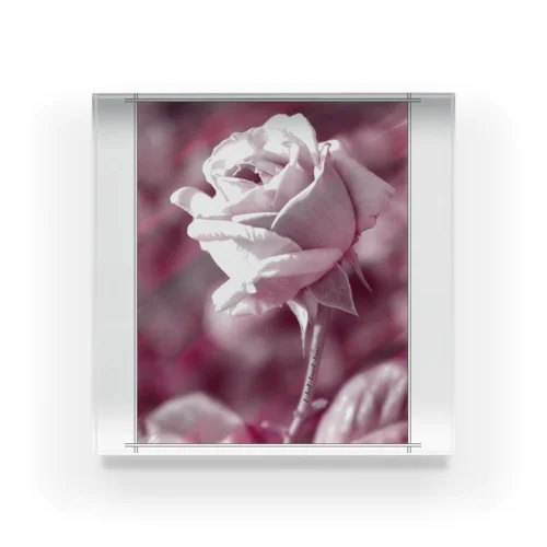 NNN-Rose Acrylic Block