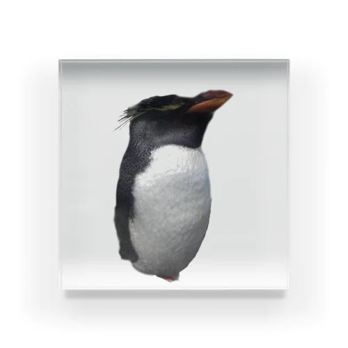 ペンギンちゃん Acrylic Block