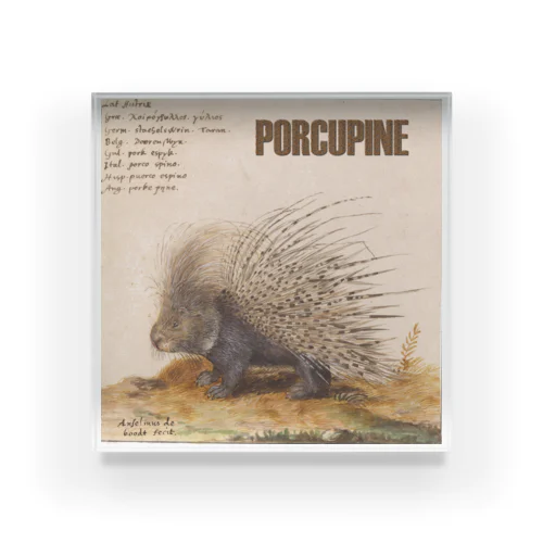 PORCUPINE　ヤマアラシ アクリルブロック