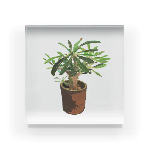 Pachypodium densiflorum Acrylic Block