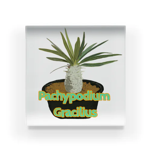 Pachypodium Gracilius Acrylic Block