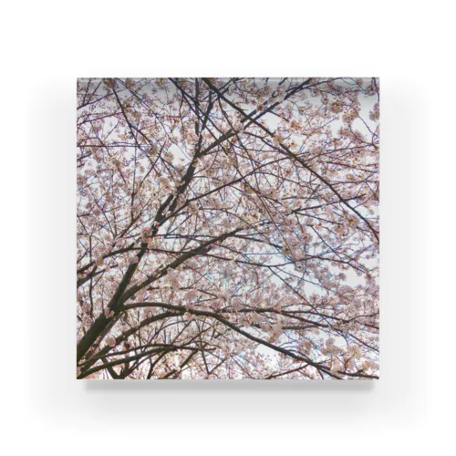 Sakura_saku Acrylic Block