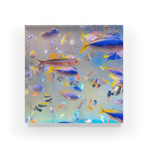 熱帯魚の魚群 Acrylic Block