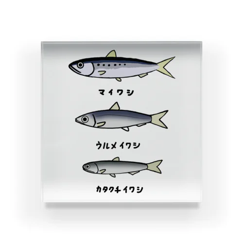 【魚シリーズ】イワシ三兄弟♪220919 Acrylic Block