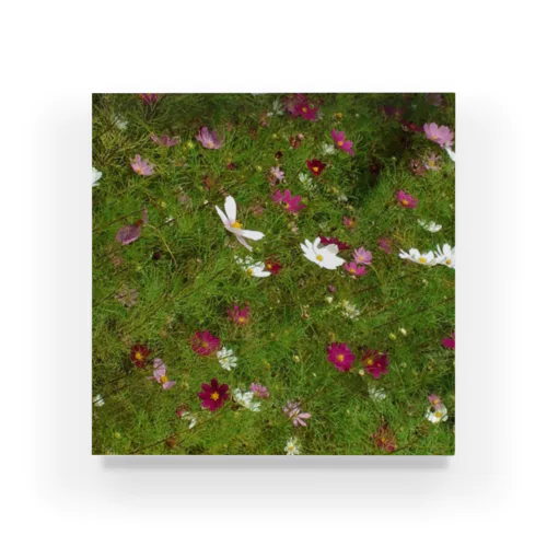 201408311255000　風の中の秋桜 Acrylic Block