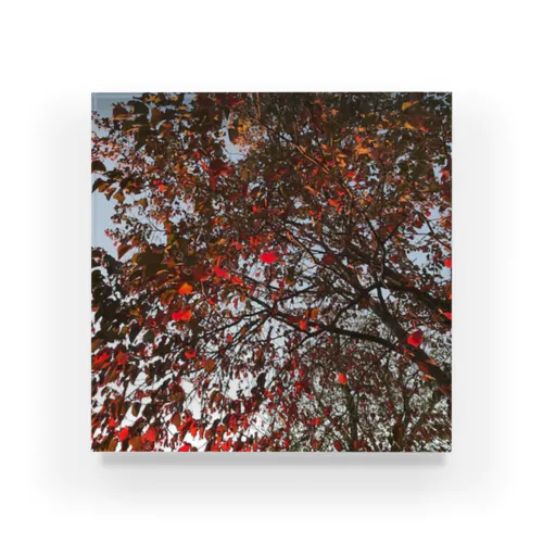 201910181619002　桜の紅葉 Acrylic Block