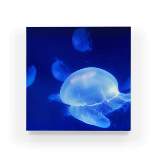 クラゲ　Jellyfish Acrylic Block