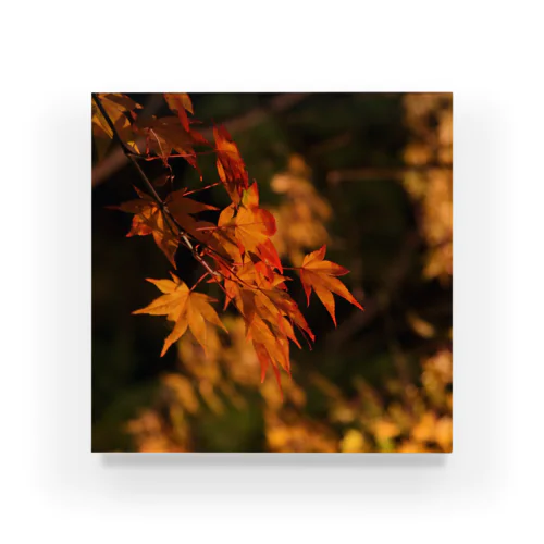 ライトアップ紅葉 - Japanese maple(night shot) - アクリルブロック