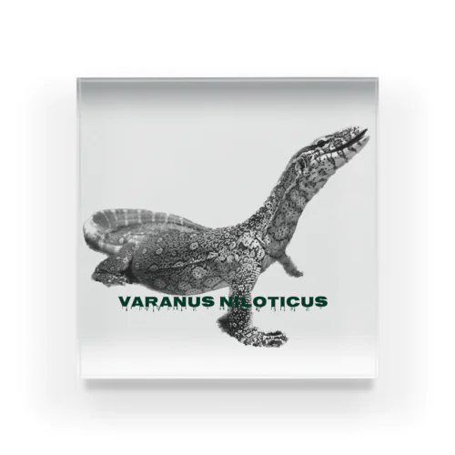 Varanus niloticus アクリルブロック