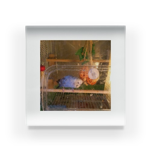 飼ってるインコ Acrylic Block