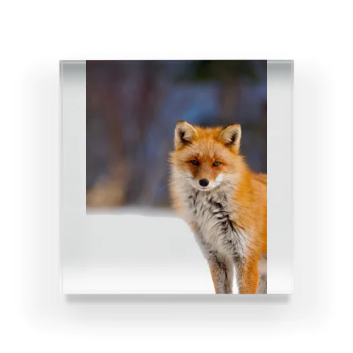Nature of Hokkaido(Fox) Acrylic Block
