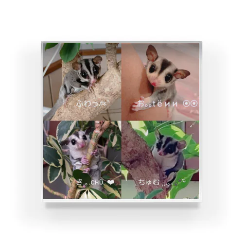 4 Sugar gliders! Acrylic Block