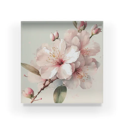 春のふんわり桜の花のアート Acrylic Block