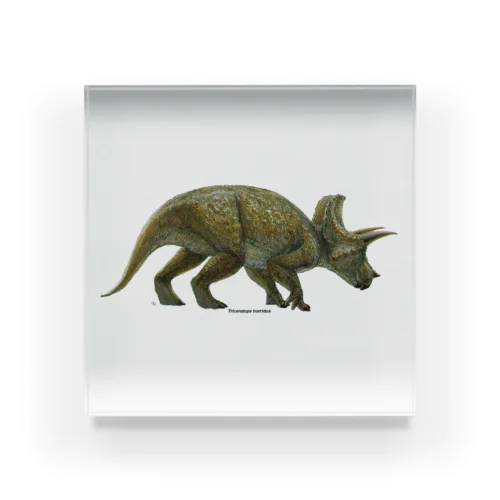 Triceratops horridus(トリケラトプス ・ホリドゥス)着彩画 アクリルブロック