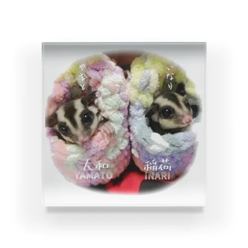 Sugar glider babies! アクリルブロック