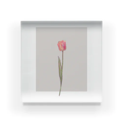 🍑 peach milk tea × peach tulip . Acrylic Block