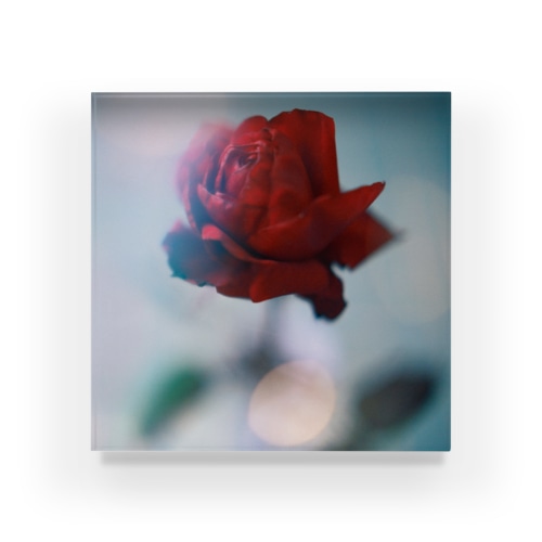 rose miracle / one Acrylic Block