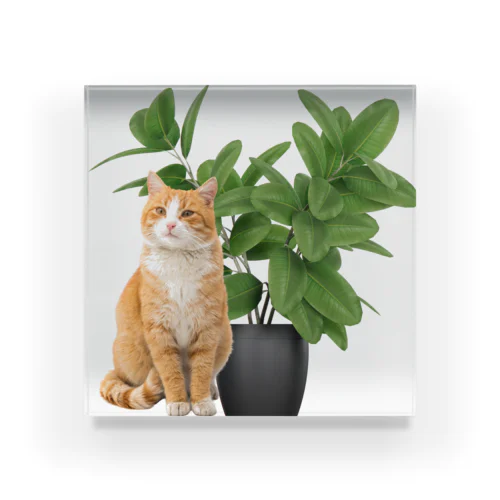 植物とねこ Acrylic Block