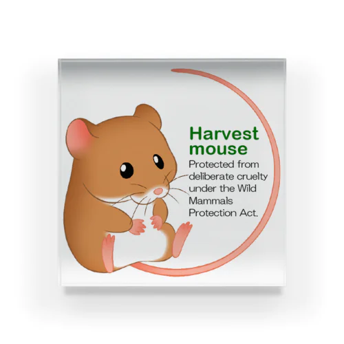 Harvest mouse(カヤネズミ) アクリルブロック