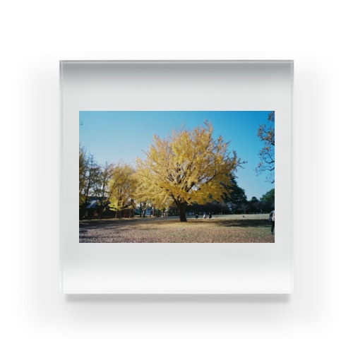 ginkgo tree Acrylic Block