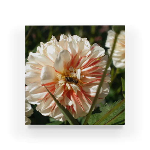 flower white2 Acrylic Block