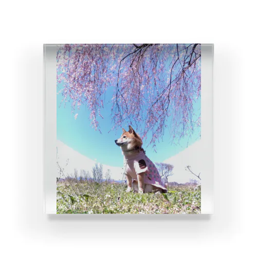 柴犬　桜シリーズ　満開の桜002 アクリルブロック