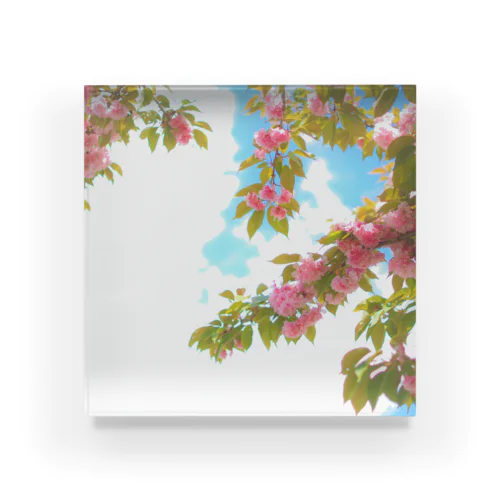 お散歩シリーズ　Vol.5　八重桜 Acrylic Block