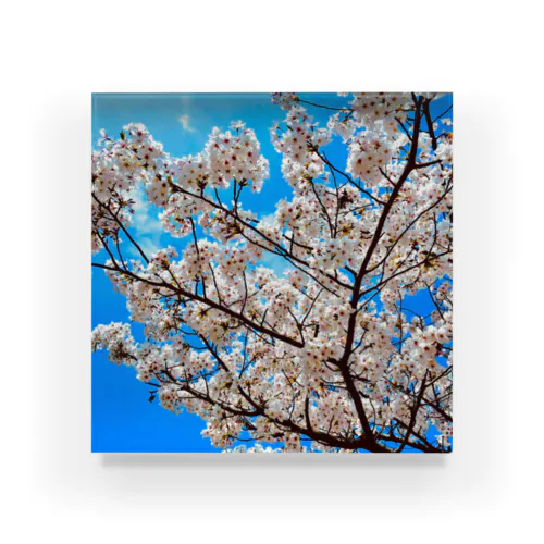 綺麗な桜と青空 Acrylic Block